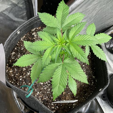 Gorillia Zkittles #1 growlog photo: First day of LST