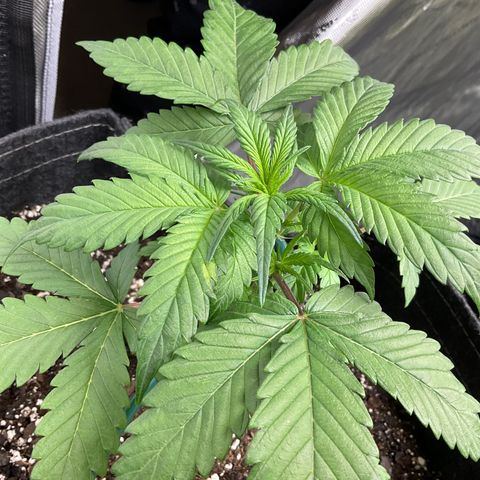 Gorillia Zkittles #1 growlog photo: First day of LST