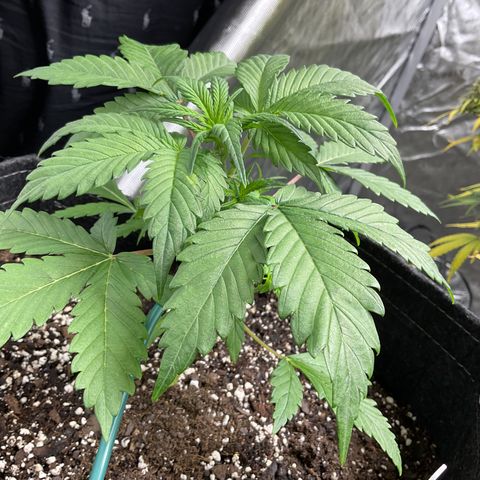 Gorillia Zkittles #1 growlog photo: First day of LST