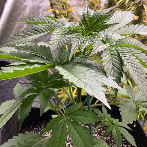 Gorillia Zkittles #2 growlog photo: First day of LST
