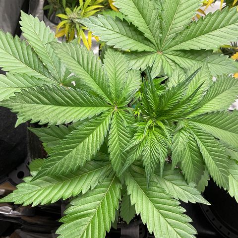 Gorillia Zkittles #2 growlog photo: First day of LST