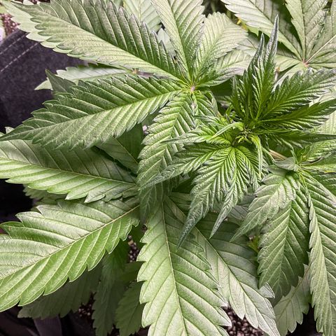 Gorillia Zkittles #2 growlog photo: First day of LST