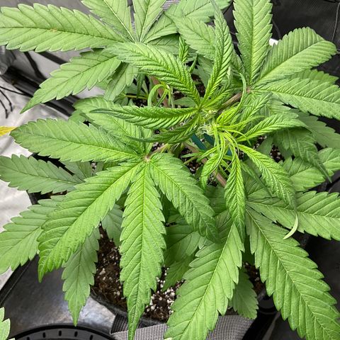 Gorillia Zkittles #3 growlog photo: First day of LST