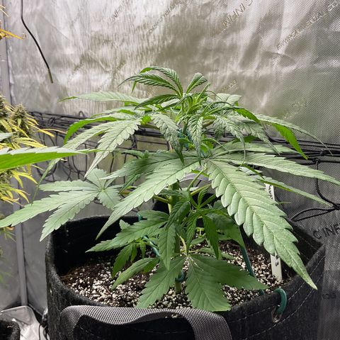 Gorillia Zkittles #3 growlog photo: First day of LST