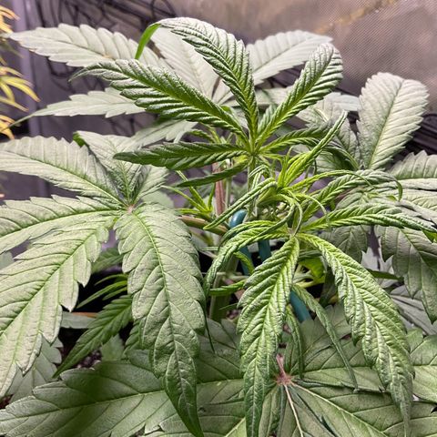 Gorillia Zkittles #3 growlog photo: First day of LST
