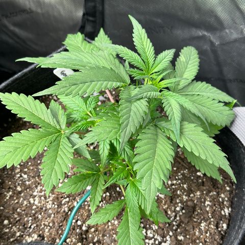 Gorillia Zkittles #1 growlog photo: Before trim.