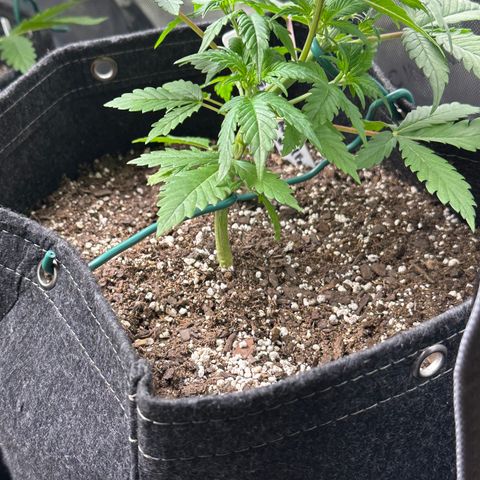 Gorillia Zkittles #1 growlog photo: Before trim.