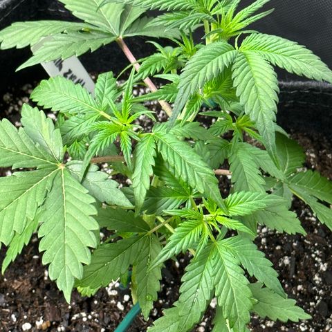 Gorillia Zkittles #1 growlog photo: After trim.