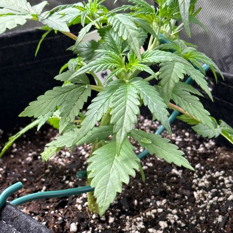 Gorillia Zkittles #1 growlog photo: After trim.