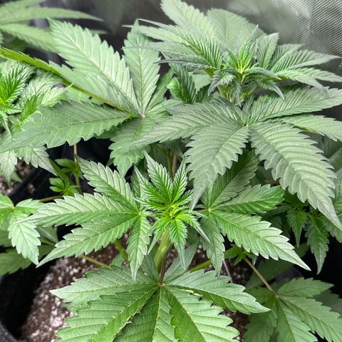 Gorillia Zkittles #2 growlog photo: Before trim.