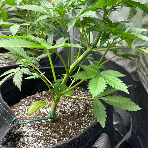 Gorillia Zkittles #2 growlog photo: Before trim.