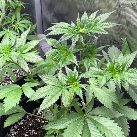 Gorillia Zkittles #2 growlog photo: After trim.