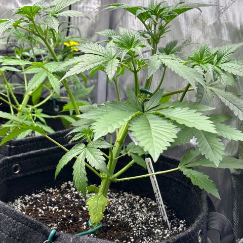 Gorillia Zkittles #2 growlog photo: After trim.