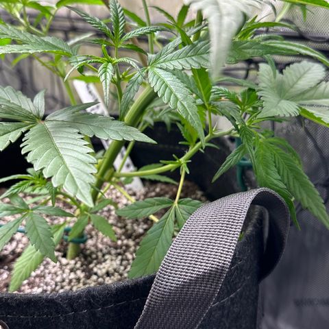 Gorillia Zkittles #3 growlog photo: Before trim.