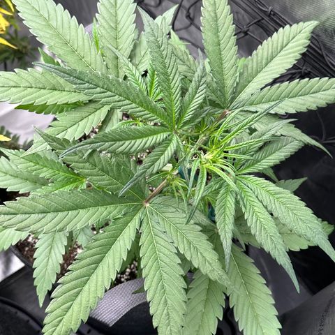 Gorillia Zkittles #3 growlog photo: Before trim.