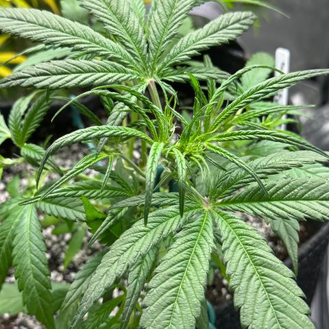 Gorillia Zkittles #3 growlog photo: After trim.