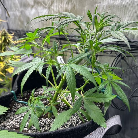 Gorillia Zkittles #3 growlog photo: After trim.