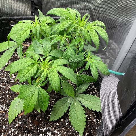 Gorillia Zkittles #1 growlog photo: She’s a little droopy today but nothing a little water and mutes won’t fix.