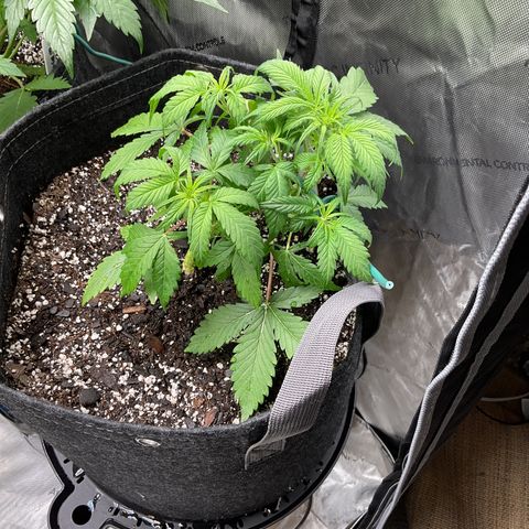 Gorillia Zkittles #1 growlog photo: She’s a little droopy today but nothing a little water and mutes won’t fix.