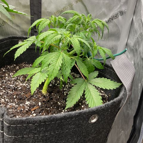 Gorillia Zkittles #1 growlog photo: She’s a little droopy today but nothing a little water and mutes won’t fix.