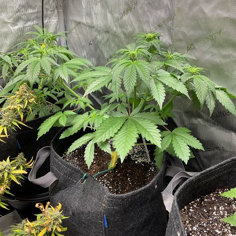 Gorillia Zkittles #2 growlog photo: Full and thick vegetation, health and beauty.