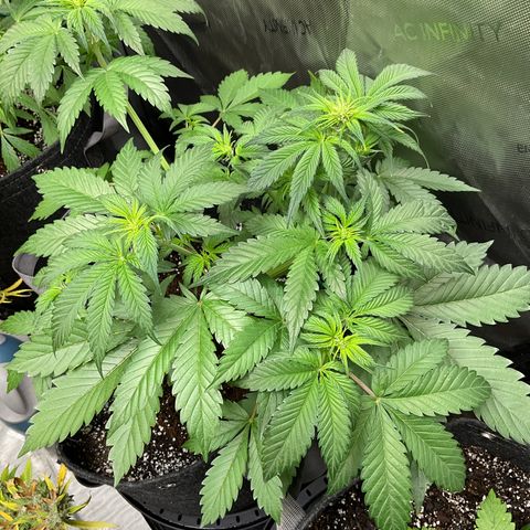 Gorillia Zkittles #2 growlog photo: Full and thick vegetation, health and beauty.