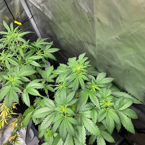 Gorillia Zkittles #2 growlog photo: Full and thick vegetation, health and beauty.