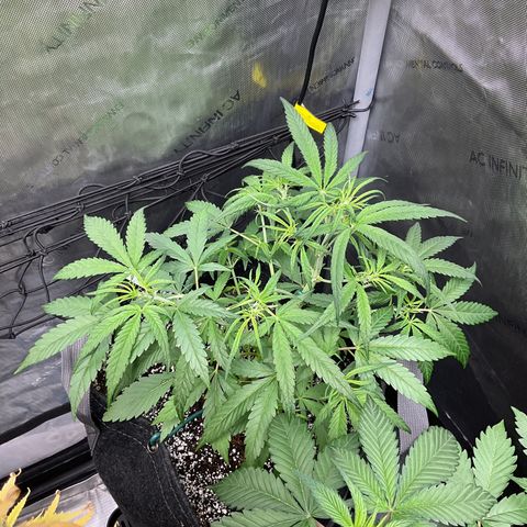 Gorillia Zkittles #3 growlog photo: Proud of her progress, but don’t like this pheno’s display of long skinny leaves. She’s really showing her sativa heritage.