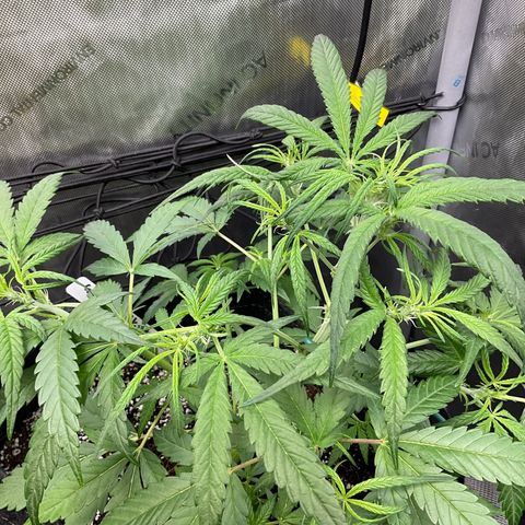 Gorillia Zkittles #3 growlog timeline photo