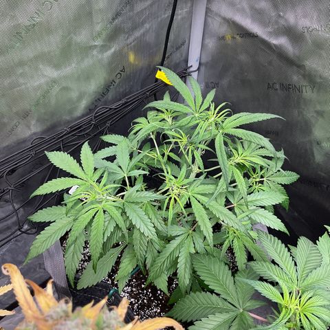 Gorillia Zkittles #3 growlog timeline photo