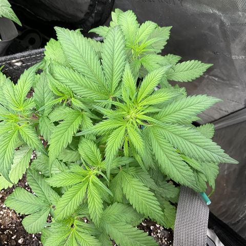 Gorillia Zkittles #1 growlog photo: Week 2 flower