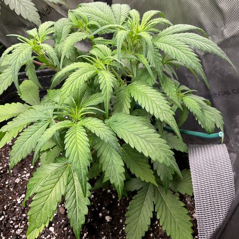 Gorillia Zkittles #1 growlog photo: Week 2 flower