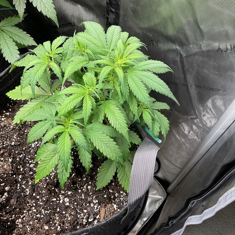 Gorillia Zkittles #1 growlog photo: Week 2 flower