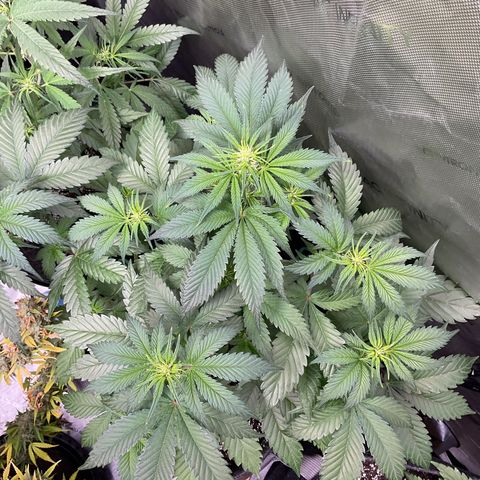 Gorillia Zkittles #2 growlog photo: Week 2 flower