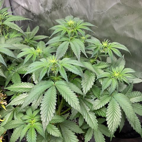 Gorillia Zkittles #2 growlog photo: Week 2 flower