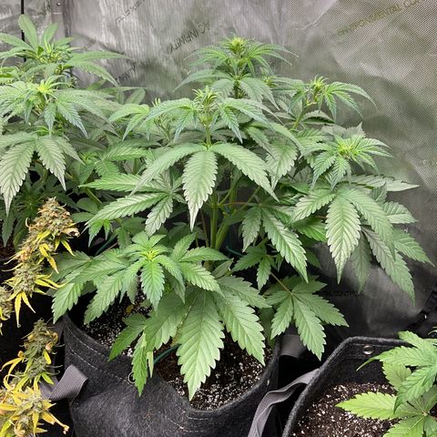 Gorillia Zkittles #2 growlog photo: Week 2 flower