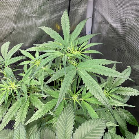 Gorillia Zkittles #3 growlog photo: Week 2 flower