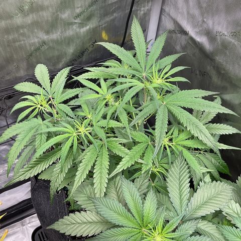 Gorillia Zkittles #3 growlog timeline photo