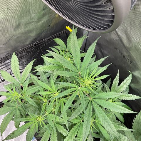 Gorillia Zkittles #3 growlog photo: Week 2 flower