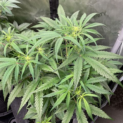 Gorillia Zkittles #3 growlog photo: She looks good. Week 2 flower