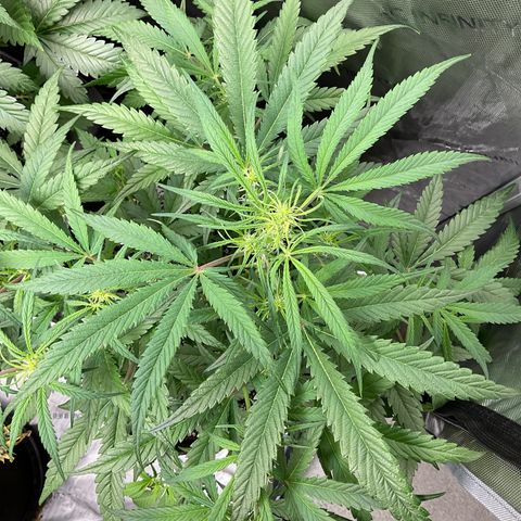 Gorillia Zkittles #3 growlog photo: She looks good. Week 2 flower