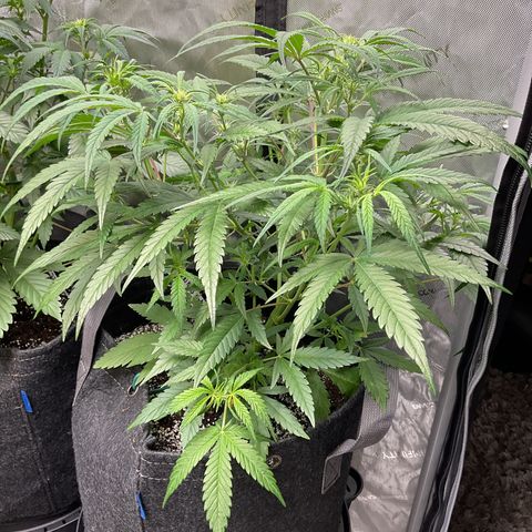 Gorillia Zkittles #3 growlog photo: She looks good. Week 2 flower