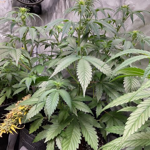 Gorillia Zkittles #2 growlog photo: Stunning!!! Week 2 flower 