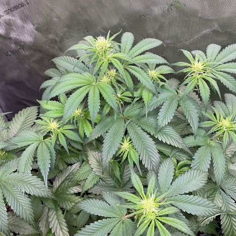 Gorillia Zkittles #2 growlog photo: Stunning!!! Week 2 flower 
