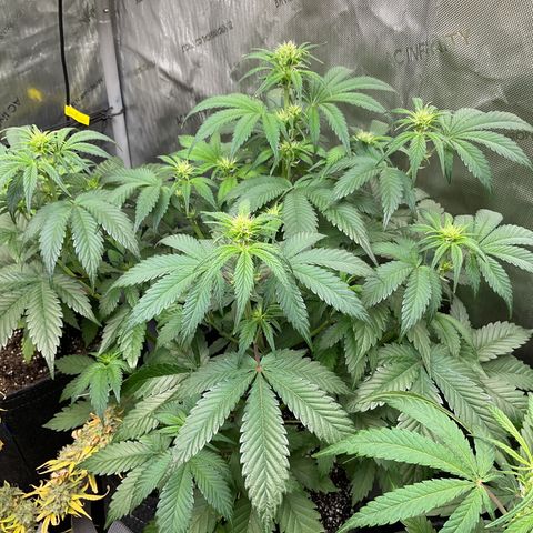 Gorillia Zkittles #2 growlog photo: Stunning!!! Week 2 flower 