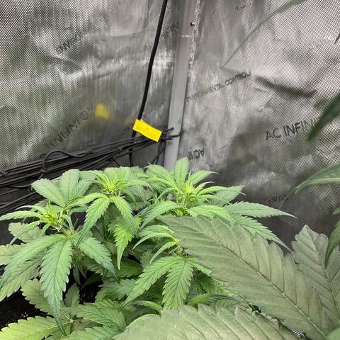 Gorillia Zkittles #1 growlog photo: She’s holding on.