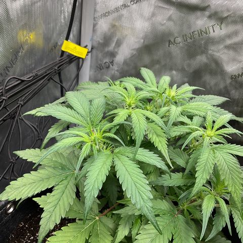 Gorillia Zkittles #1 growlog photo: She’s holding on.
