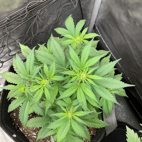 Gorillia Zkittles #1 growlog photo: She’s holding on.