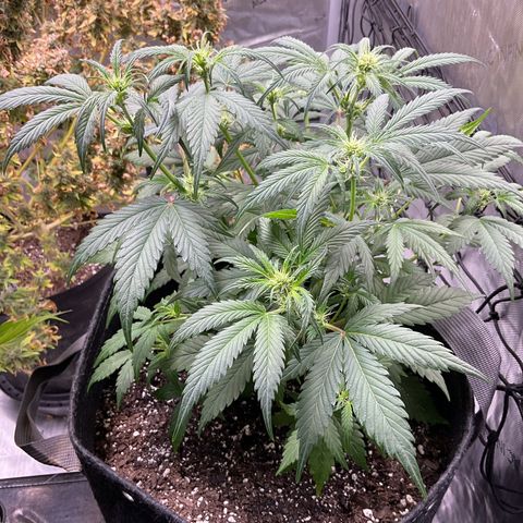 Gorillia Zkittles #1 growlog photo: flower week 3 day 15