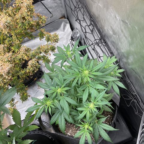 Gorillia Zkittles #1 growlog photo: flower week 3 day 15